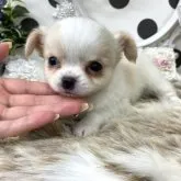 M.O 様のお迎えした子犬