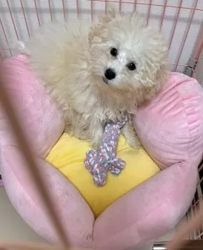 yk 様のお迎えした子犬