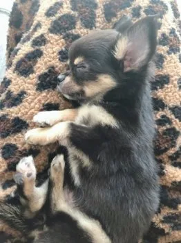 N.N 様のお迎えした子犬