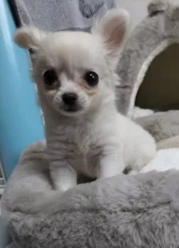 K.A 様のお迎えした子犬