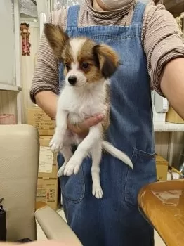 ひろちにゃ 様のお迎えした子犬