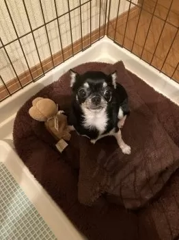 N.H 様のお迎えした子犬