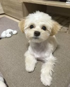 S.T 様のお迎えした子犬