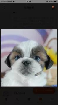 わぱぱ 様のお迎えした子犬
