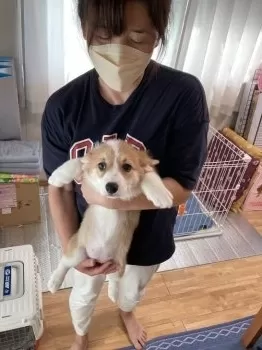 H.O 様のお迎えした子犬