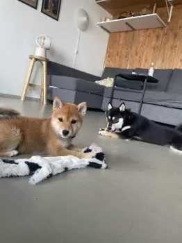 R.S 様のお迎えした子犬