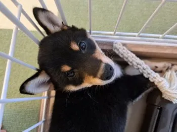 C.G 様のお迎えした子犬