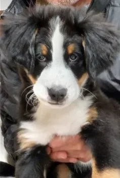 ako 様のお迎えした子犬