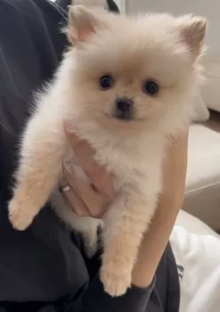 K.S 様のお迎えした子犬