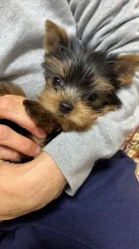 ぬるまゆ 様のお迎えした子犬