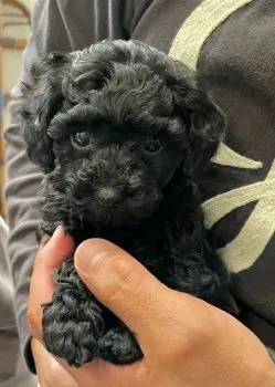 toypoo 様のお迎えした子犬