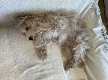 cw 様のお迎えした子犬