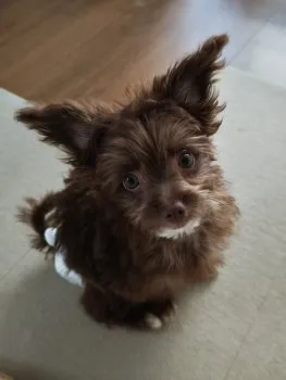 あや 様のお迎えした子犬