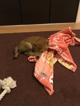 すず君 様のお迎えした子犬