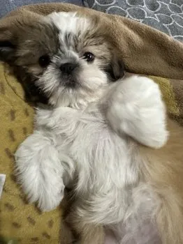 えこさん 様のお迎えした子犬