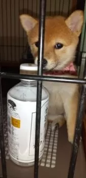 なっちゃんママ 様のお迎えした子犬