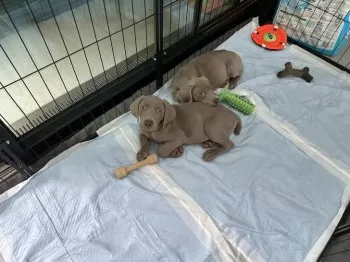 H.M 様のお迎えした子犬