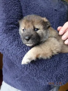 高木 様のお迎えした子犬