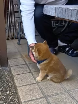 K.O 様のお迎えした子犬