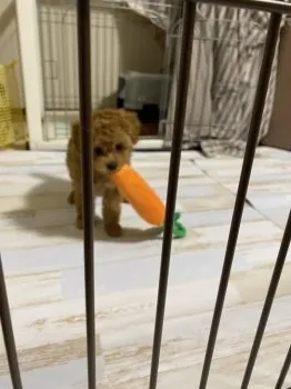 O.Y 様のお迎えした子犬