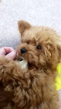 よしっぴ 様のお迎えした子犬