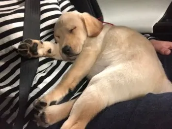 C.W 様のお迎えした子犬