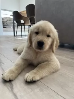 エルモくん 様のお迎えした子犬