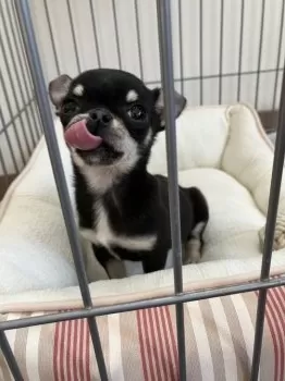 K.Ｉ 様のお迎えした子犬