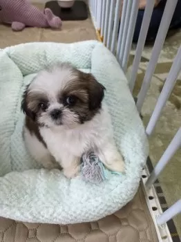 N.I 様のお迎えした子犬