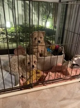 P.M 様のお迎えした子犬