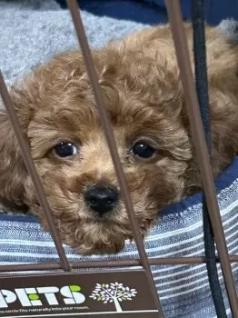 S.A 様のお迎えした子犬