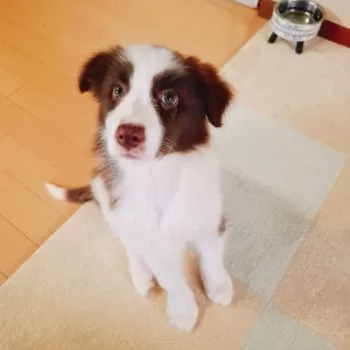 M 様のお迎えした子犬