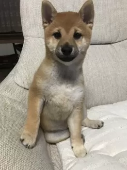 ひよこ 様のお迎えした子犬