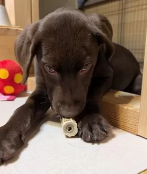 れんたん 様のお迎えした子犬