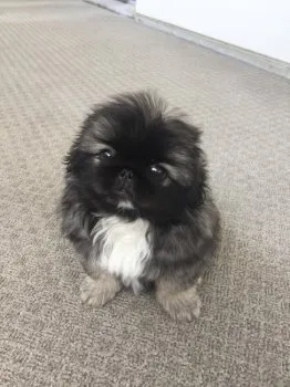 あっきー 様のお迎えした子犬