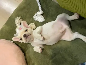 gutti 様のお迎えした子犬