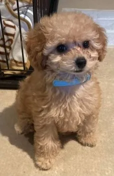 M.N 様のお迎えした子犬