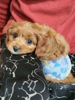 A.K 様のお迎えした子犬