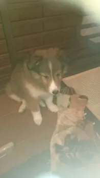 インサイト 様のお迎えした子犬