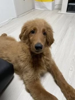 ふみか 様のお迎えした子犬