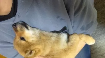 K.W 様のお迎えした子犬