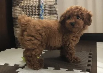 K.N 様のお迎えした子犬