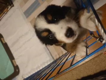 H.T 様のお迎えした子犬