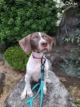 A.H 様のお迎えした子犬