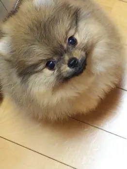 kuppa♡kei 様のお迎えした子犬