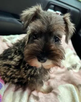 ちこ 様のお迎えした子犬