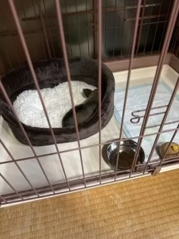 ひろぽん 様のお迎えした子犬