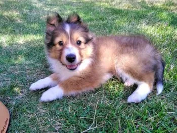 シナモン 様のお迎えした子犬