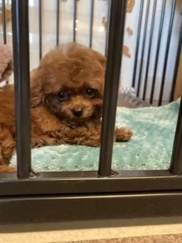 K 様のお迎えした子犬