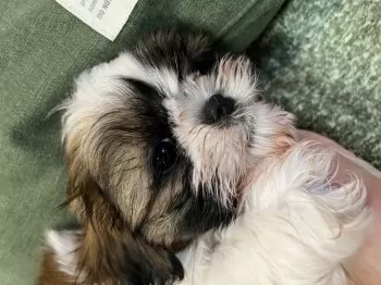 キラヒヨサン 様のお迎えした子犬